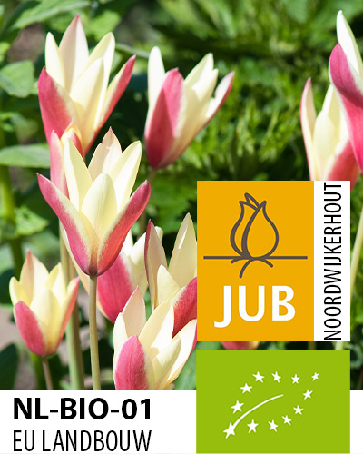 TULIPÁN BIO clusiana Cynthia 6/+, 100 ks